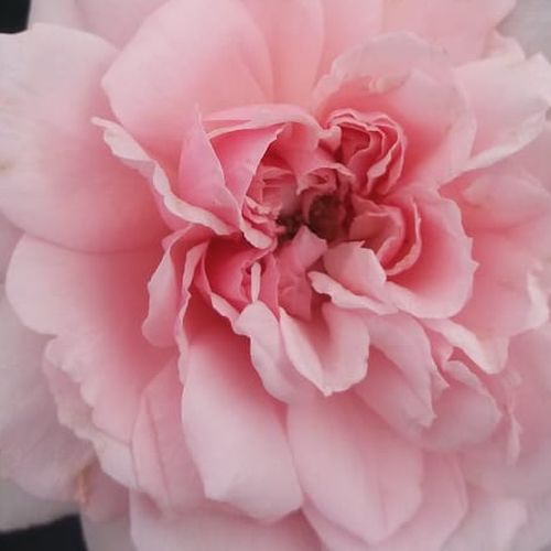 rendelésRosa Blush™ Winterjewel® - diszkrét illatú rózsa - Angolrózsa virágú- magastörzsű rózsafa - rózsaszín - PhenoGeno Roses- bokros koronaforma - Jó télállósággal rendelkező rózsa. Feltörő ágrendszerű rózsafa.